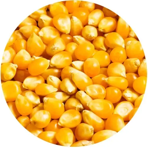 TandemBaits Carp Food Carp Ready - Flavored Corn dojrzała morwasmak dojrzała morwa - MPN: 26102 - EAN: 5907666684009