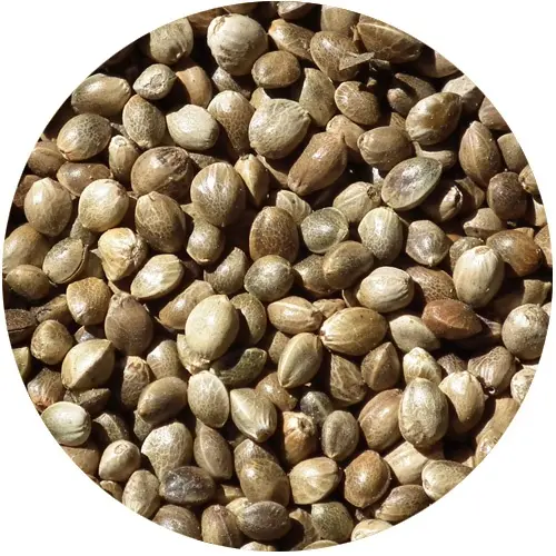Rockworld  - Konopie  Ziarno 2,5 kgopakowanie 2,5 kg - MPN: 002 - EAN: 200000098995