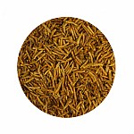 MassiveBaits Białe Robaki