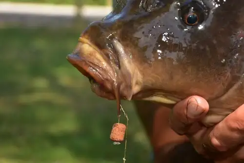 DynamiteBaits Wafters - The Source
