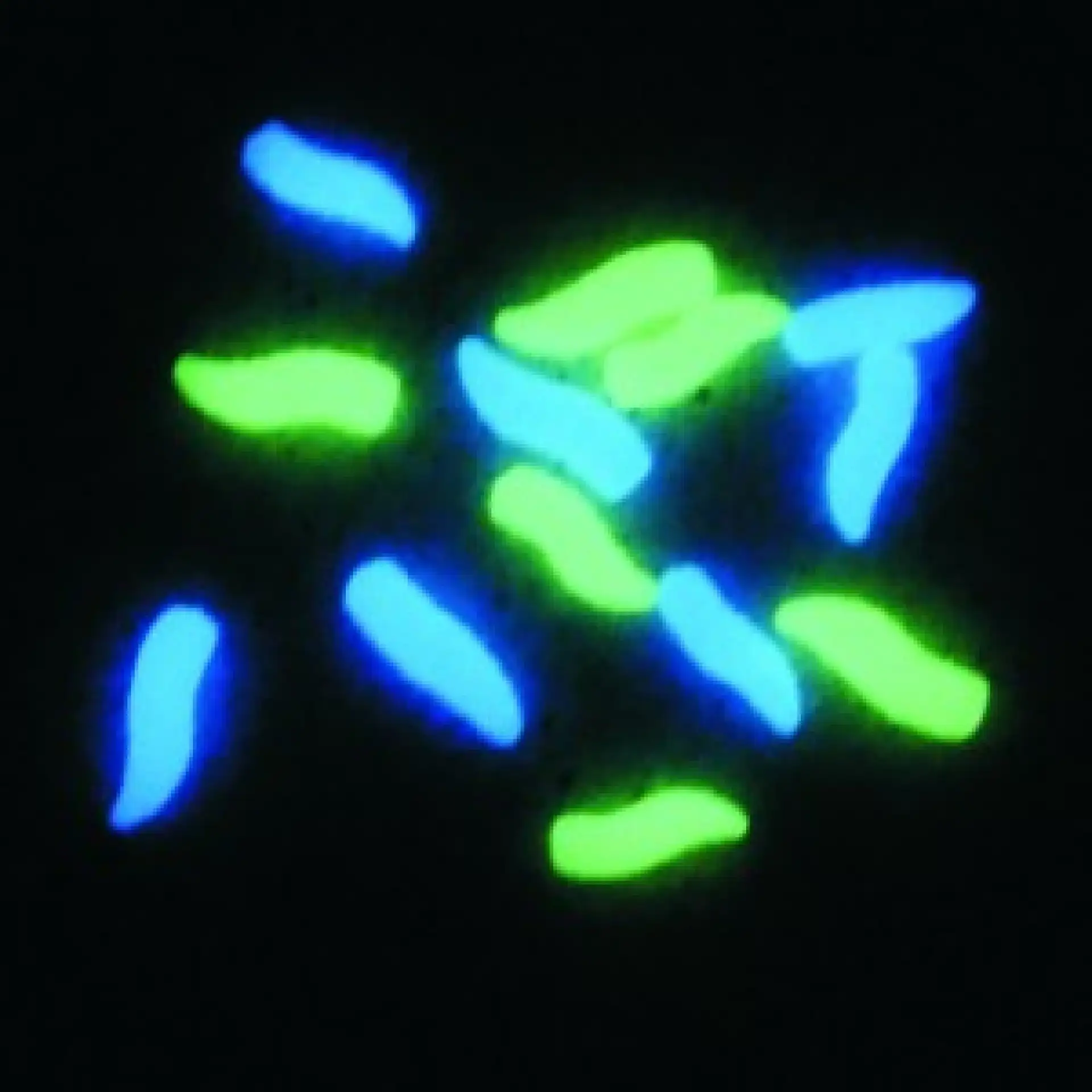 EnterpriseTackle Pop Up Niteglow Grubs neon blue - niebieski