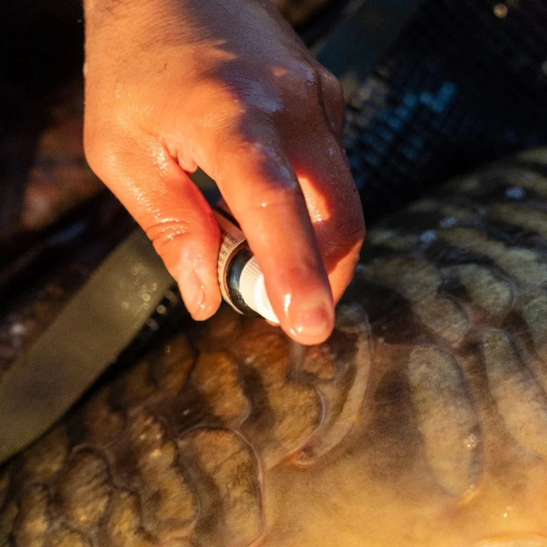 One More Cast Cyproguard - Odkażacz do ryb