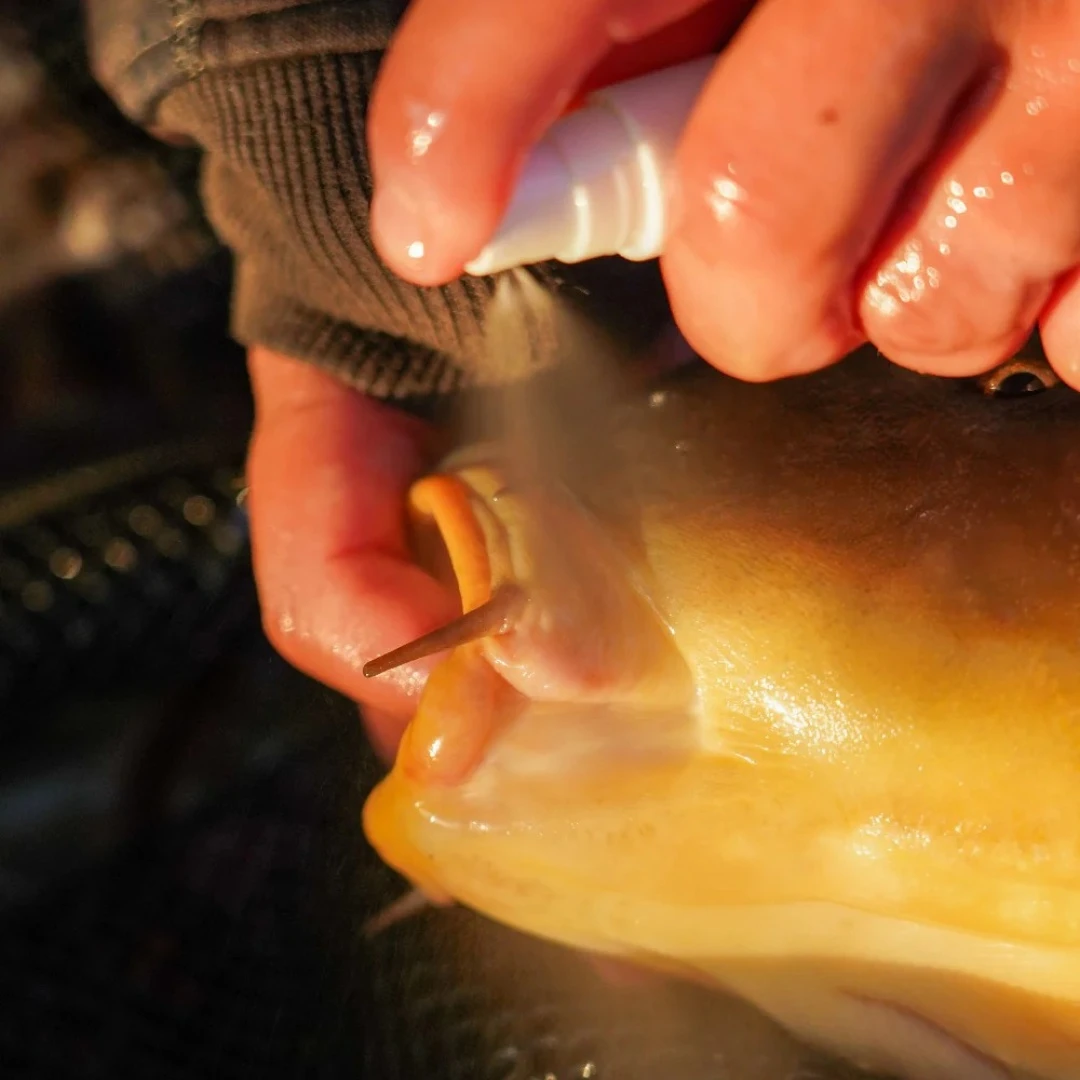 One More Cast Cyproguard - Odkażacz do ryb