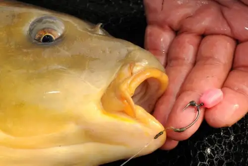 Korda PopUp Maize IB Classic Fruit 10 sztuk